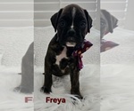 Image preview for Ad Listing. Nickname: Freya