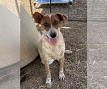 Small #1 Mutt