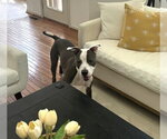 Small #1 Mutt