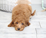 Small Photo #5 Goldendoodle (Miniature) Puppy For Sale in MARIETTA, GA, USA