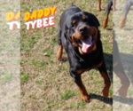 Small Photo #1 Rottweiler Puppy For Sale in DRAPER, VA, USA