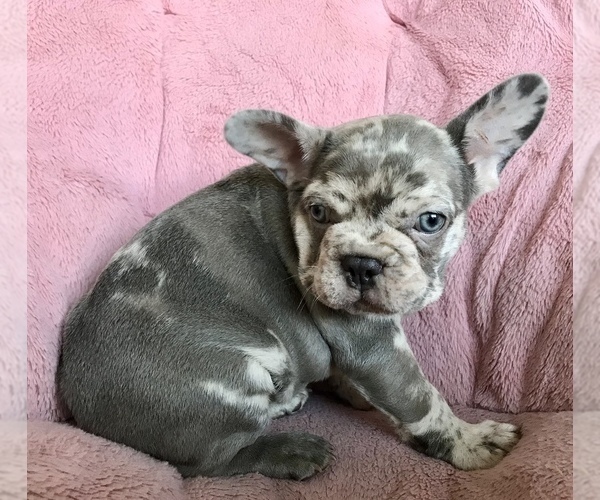 Medium Photo #3 French Bulldog Puppy For Sale in COCOA, FL, USA