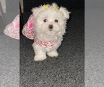 Small Photo #1 Maltese Puppy For Sale in KANSAS CITY, MO, USA