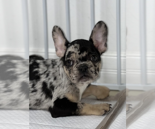 Medium Photo #4 French Bulldog Puppy For Sale in VILLA PARK, IL, USA