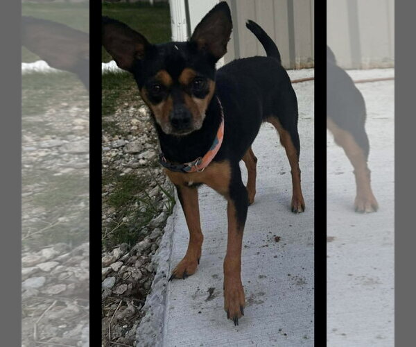 Medium Photo #1 Chihuahua-Unknown Mix Puppy For Sale in Dallas, TX, USA