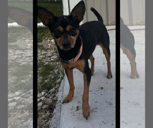 Chihuahua-Unknown Mix Dogs for adoption in Dallas, TX, USA