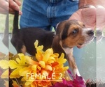 Small #16 Beagle