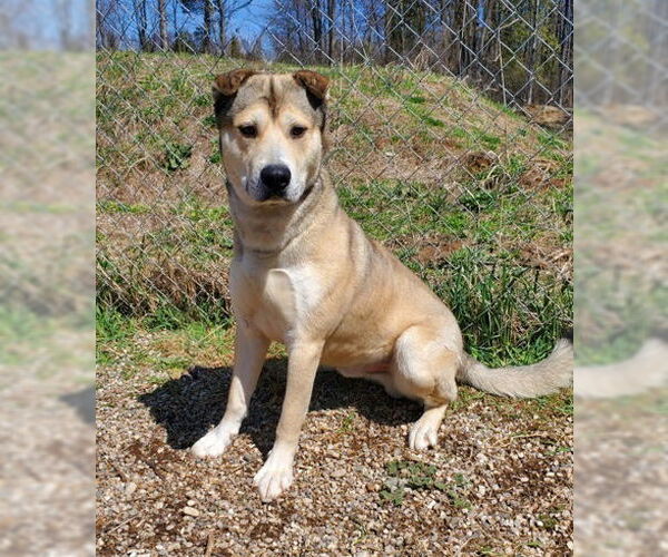 Medium Photo #2  Puppy For Sale in , 