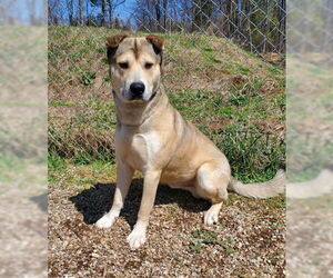 Mutt Dogs for adoption in Lake City, MI, USA