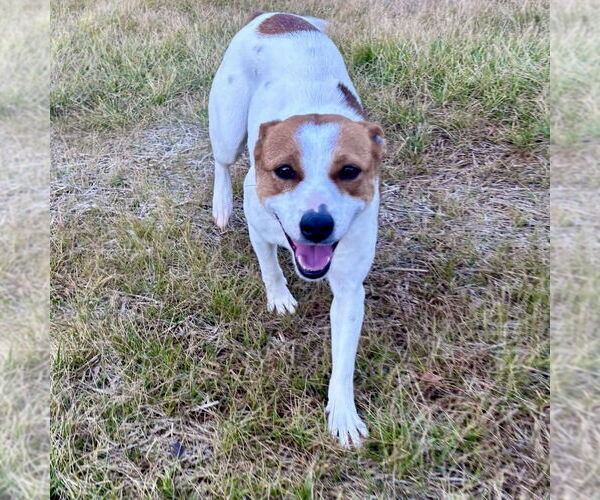 Medium Photo #4 Jack Russell Terrier-Unknown Mix Puppy For Sale in Spring Lake, NC, USA
