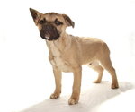 Small #1 French Bulldog-Siberian Husky Mix