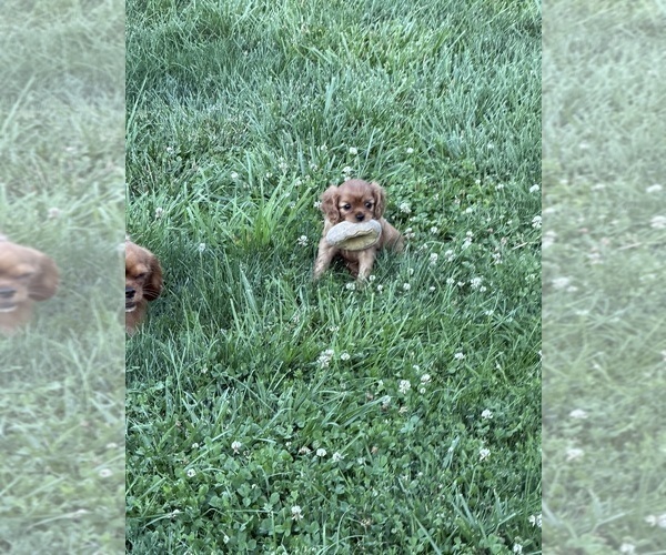 Medium Photo #9 Cavalier King Charles Spaniel Puppy For Sale in KANSAS CITY, MO, USA