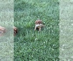 Small #8 Cavalier King Charles Spaniel