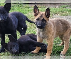 German Shepherd Dog-Malinois Mix Puppy for sale in HERMISTON, OR, USA