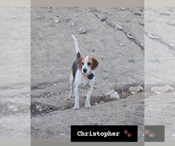 Medium Photo #2 Beagle Puppy For Sale in Apple Valley, CA, USA
