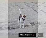 Small #1 Beagle