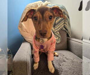 Sally Sue - Female Beagle-Unknown Mix Dog for Adoption - Photo #4