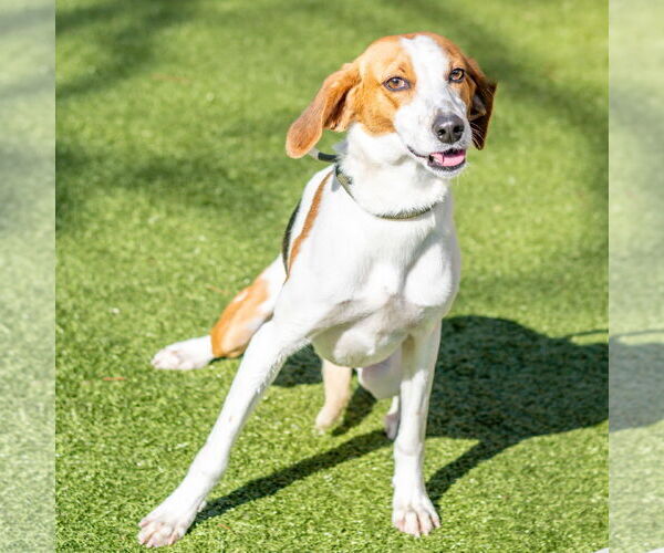 Medium Photo #1 Mutt Puppy For Sale in Hilton Head, SC, USA