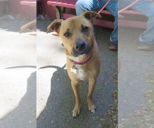 Shelby (SADIE) - Female Mutt Dog for Adoption - Photo #17