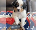Puppy Hancock Miniature Australian Shepherd