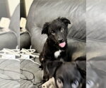 Small #8 Border Collie