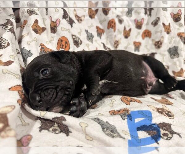 Medium Photo #2 Boxer-Unknown Mix Puppy For Sale in Dumont, NJ, USA