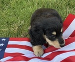 Image preview for Ad Listing. Nickname: wiener
