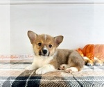 Small Pembroke Welsh Corgi