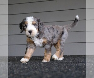 Bernedoodle Puppy for sale in FUQUAY VARINA, NC, USA