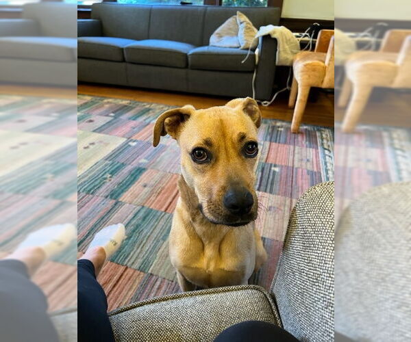 Medium Photo #1 American Pit Bull Terrier-Unknown Mix Puppy For Sale in Berkeley, CA, USA