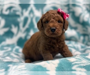 Goldendoodle (Miniature) Puppy for sale in LAKELAND, FL, USA