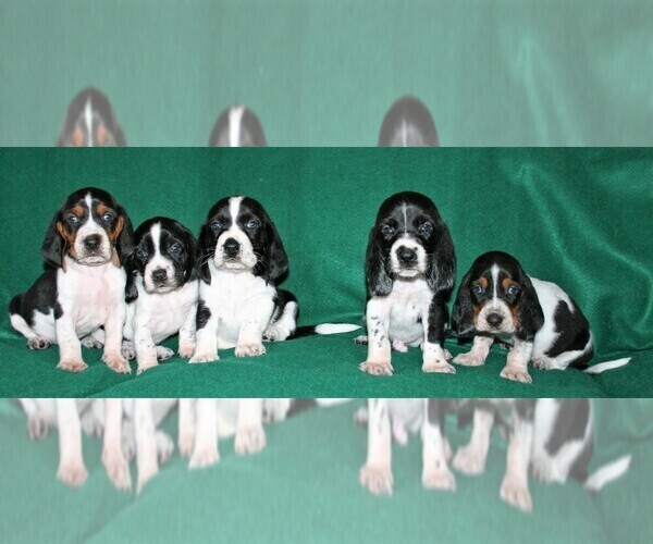 Medium Photo #1 Basset Hound Puppy For Sale in LAKESIDE, CA, USA