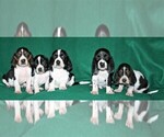 Small Photo #1 Basset Hound Puppy For Sale in LAKESIDE, CA, USA