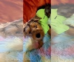 Small Photo #24 Yorkshire Terrier Puppy For Sale in AKRON, OH, USA
