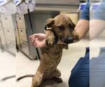 Small Catahoula Leopard Dog-Plott Hound Mix