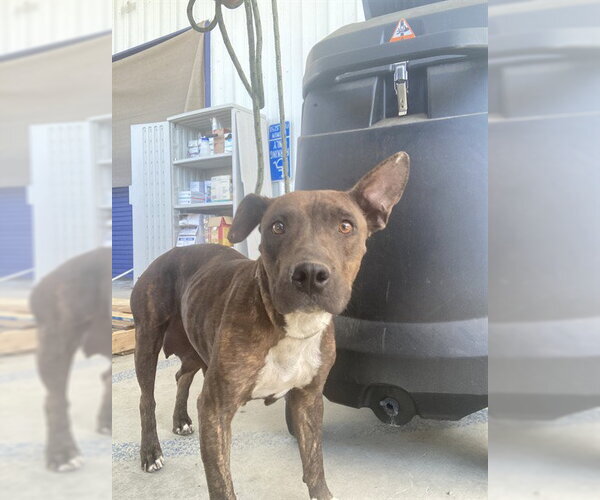 Medium Photo #1 Mutt Puppy For Sale in Bakersfield, CA, USA