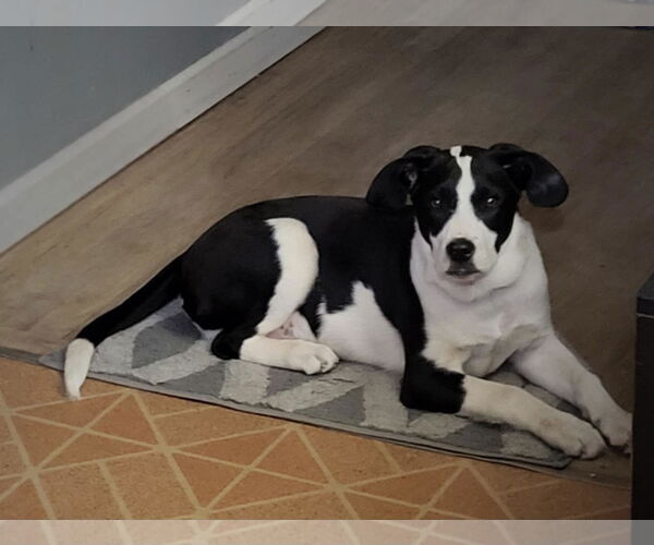 Medium Photo #3 Borador Puppy For Sale in SHERBURNE, NY, USA