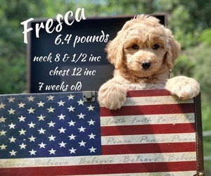 Aussiedoodle-Poodle (Standard) Mix Puppy for sale in MILLVILLE, MN, USA