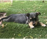 Small #5 Mutt