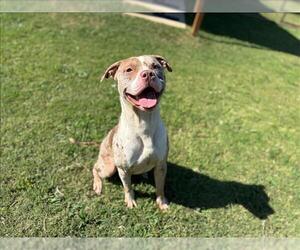 Catahoula Leopard Dog-Unknown Mix Dogs for adoption in Grovetown, GA, USA