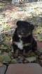 Small Photo #4 Australian Shepherd Puppy For Sale in BERTHOUD, CO, USA