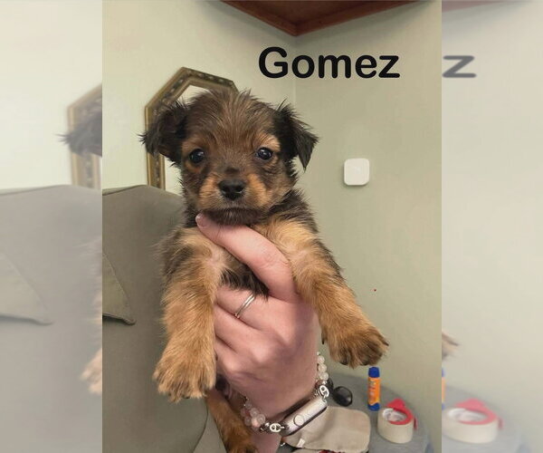 Medium Photo #1 Mutt Puppy For Sale in Aurora, IN, USA