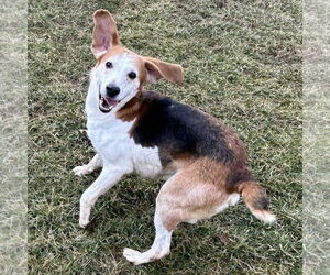 American Foxhound-Beagle Mix Dogs for adoption in Batavia, OH, USA