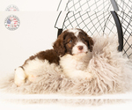 Small Photo #6 Saint Berdoodle Puppy For Sale in LEAVENWORTH, IN, USA