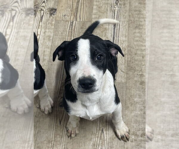 Medium Photo #6 Mutt Puppy For Sale in Bolivar, MO, USA