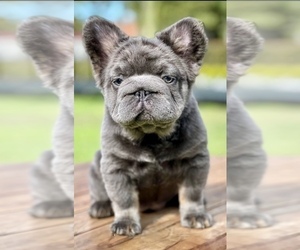 French Bulldog Puppy for sale in CHARLOTTE, NC, USA