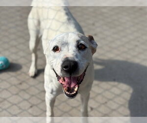 Mutt Dogs for adoption in Tulsa, OK, USA