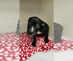 Small #3 American Pit Bull Terrier Mix