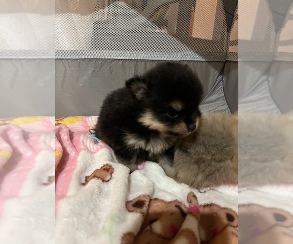 Medium Photo #5 Pomeranian Puppy For Sale in CAVE CREEK, AZ, USA