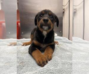 Rottweiler-Unknown Mix Dogs for adoption in Woodland, CA, USA